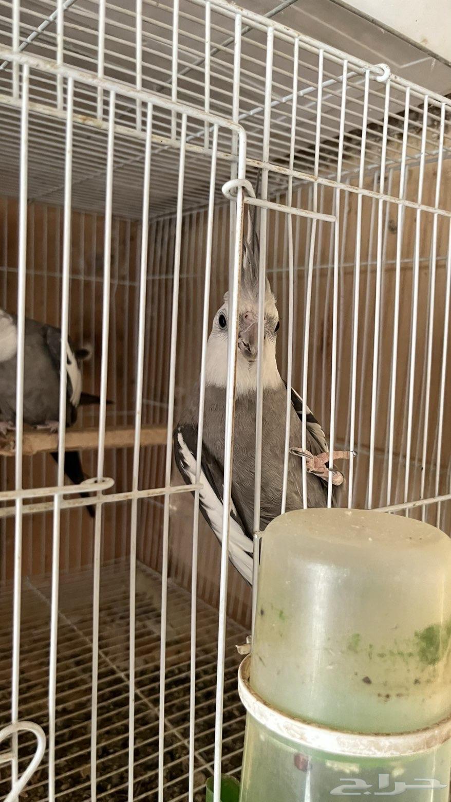 الابينو64581169253251110