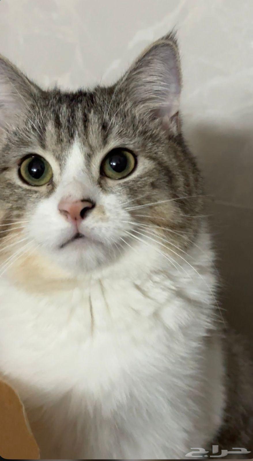 قط للبيع للبيع 200 سكوتش ستريت هجين عمره 6شهور64581210525057111