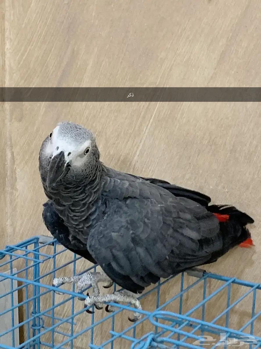 جوز كاسكو سوبر جامبو64587181825411111