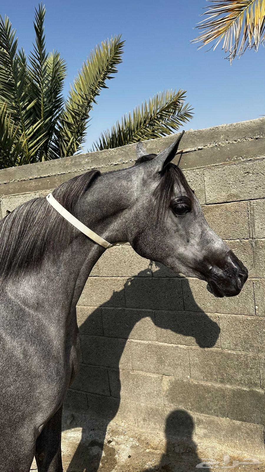 مهرة واهو مصرية بيور64582373201025113