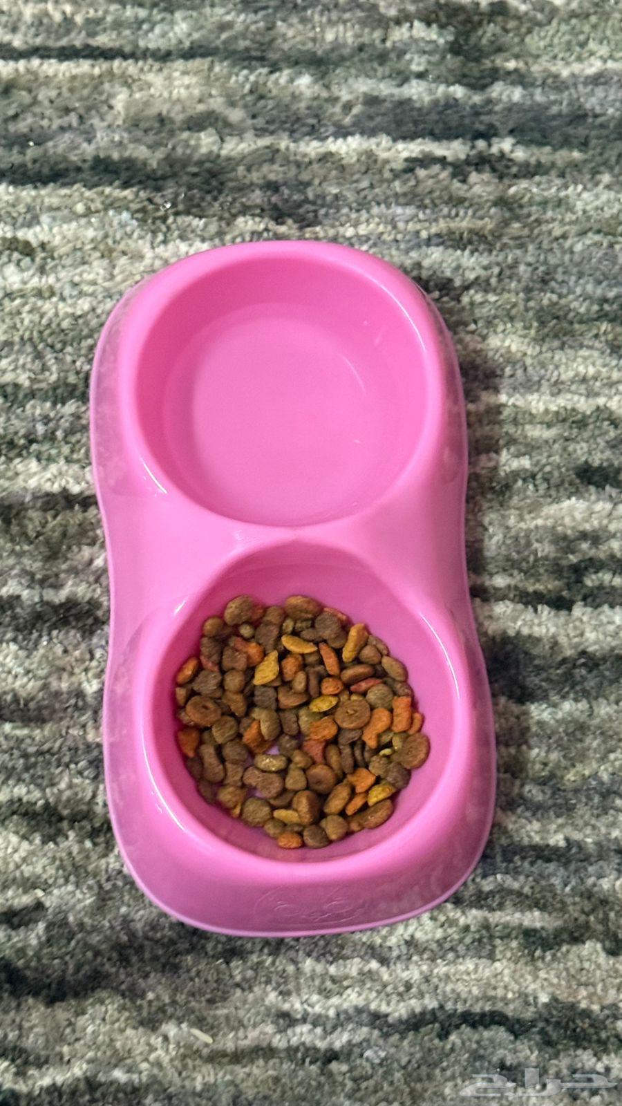 قطه للبيع64586201610625112