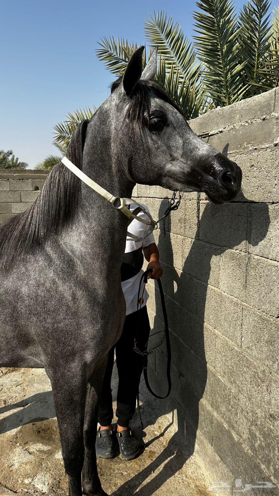 مهرة واهو مصرية بيور64582373201025114