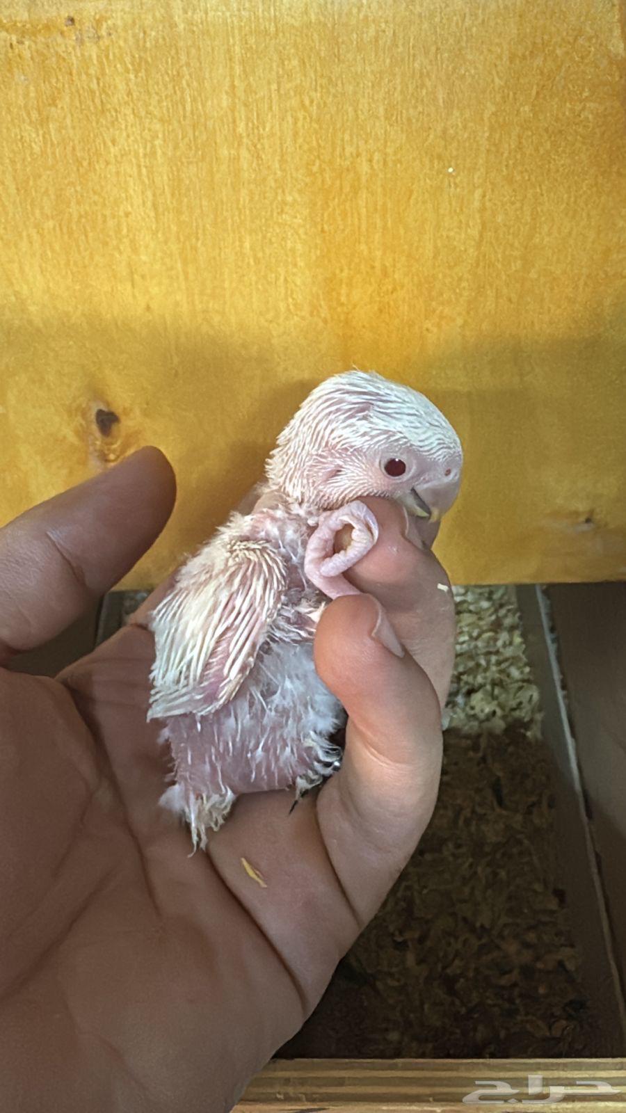 فرخ روز ألبينو تم البيع الله يبارك للمشتري64595107896963110