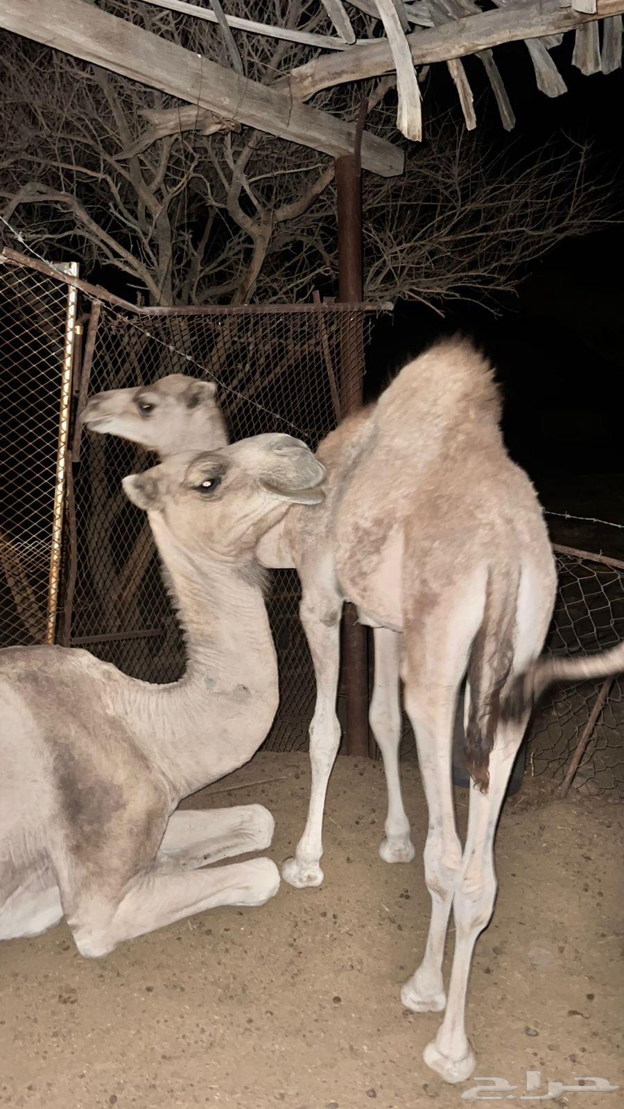 قعود لباني عمره خمسة اشهر اشهر64587727146497110