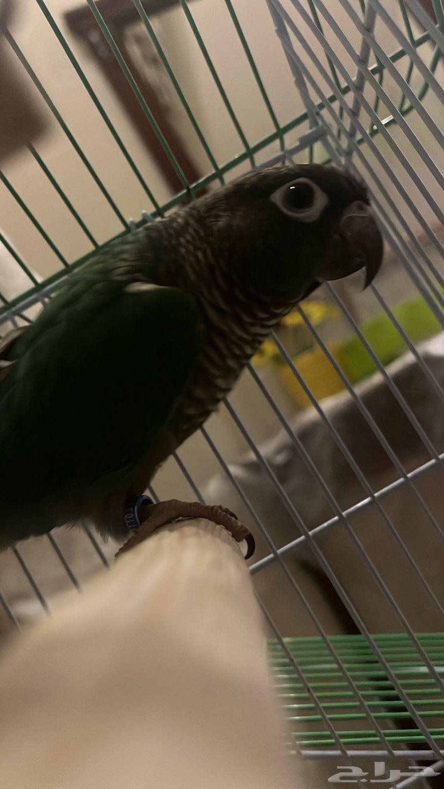 كنيور بلو شيك64583266038017112