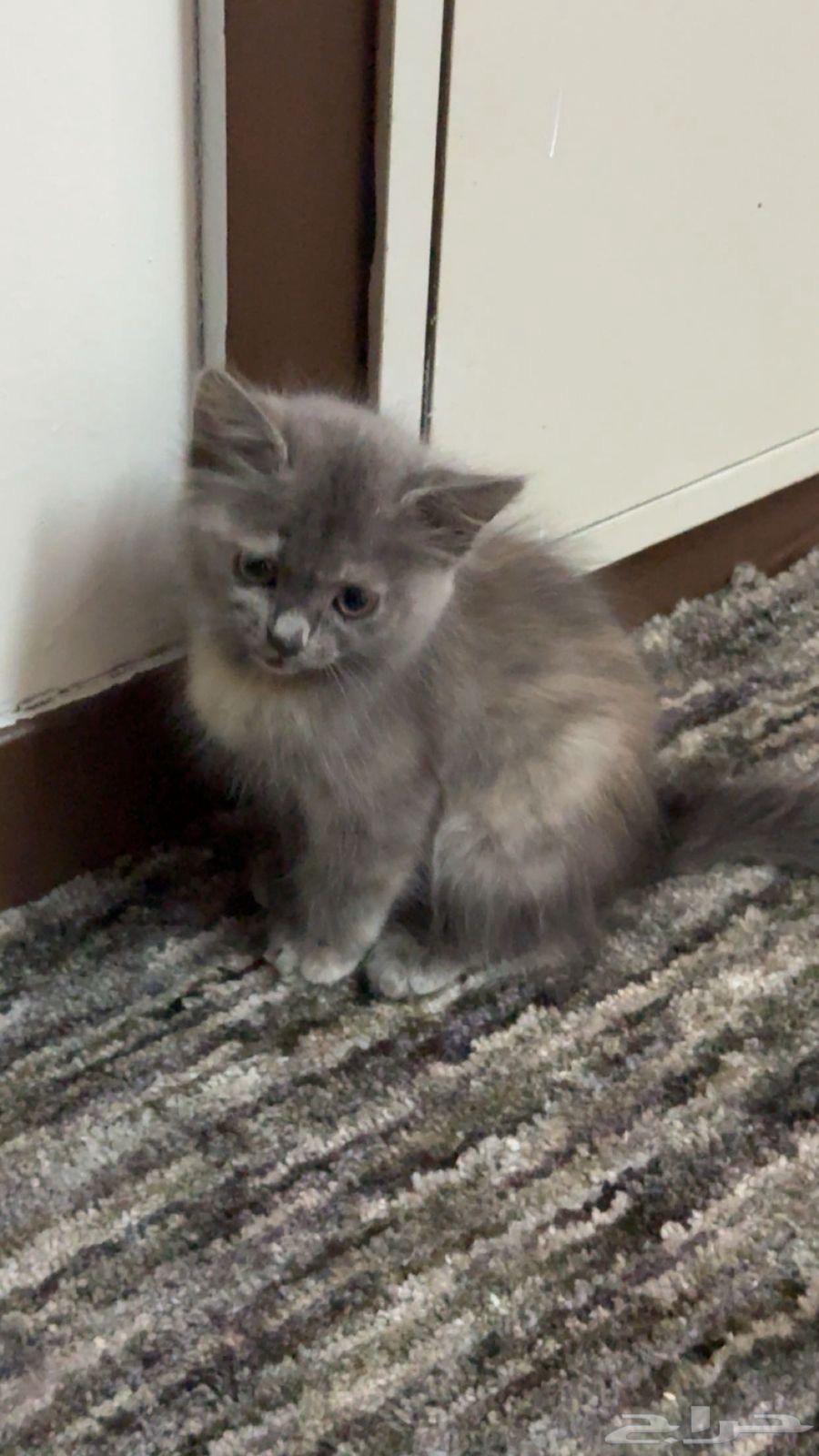 قطه للبيع64586201610625111