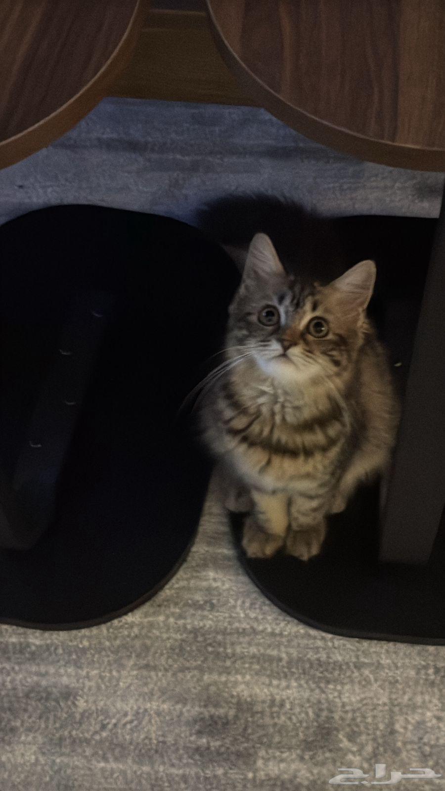 قطه شيرازي للبيع مع اغراضها64580486382849110