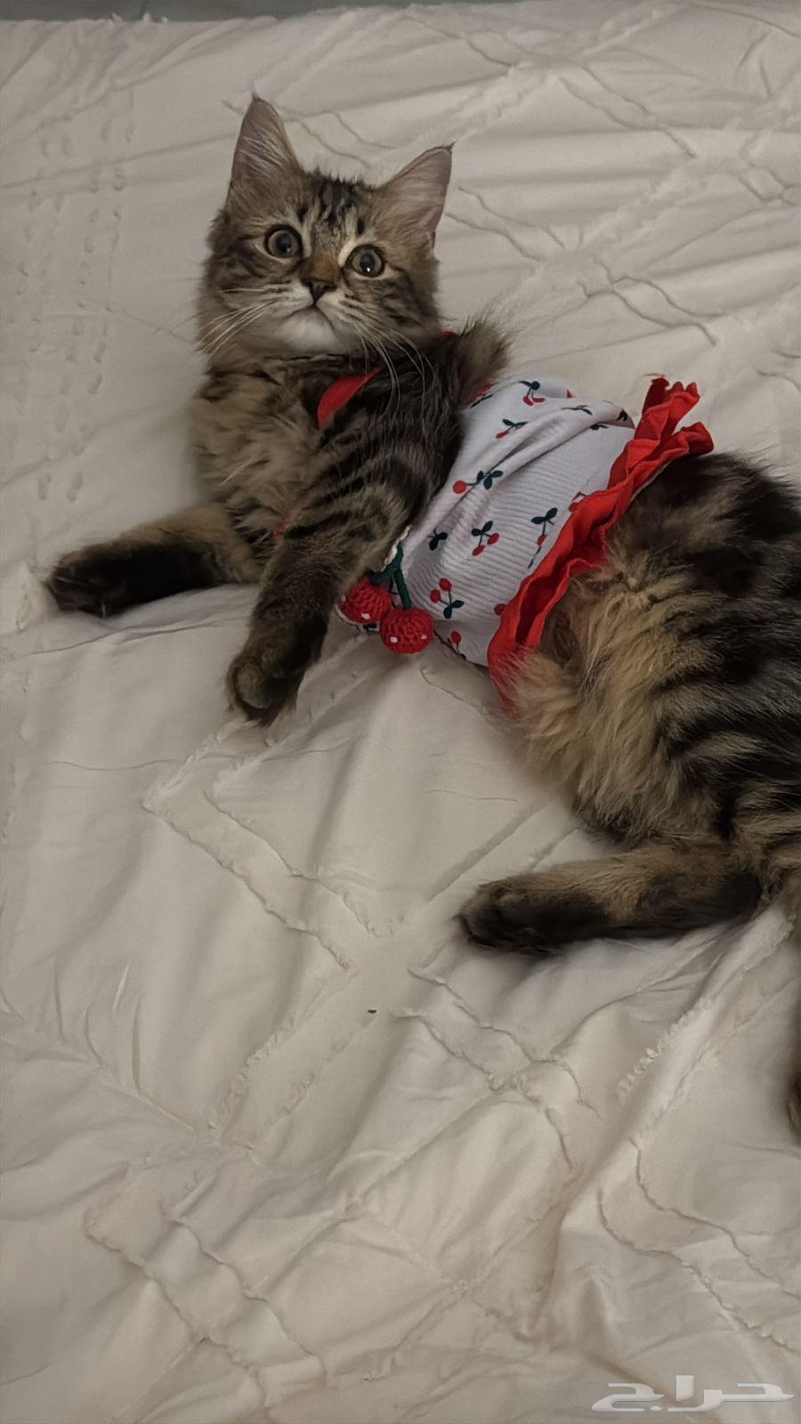 قطه شيرازي للبيع مع اغراضها64580486382849112