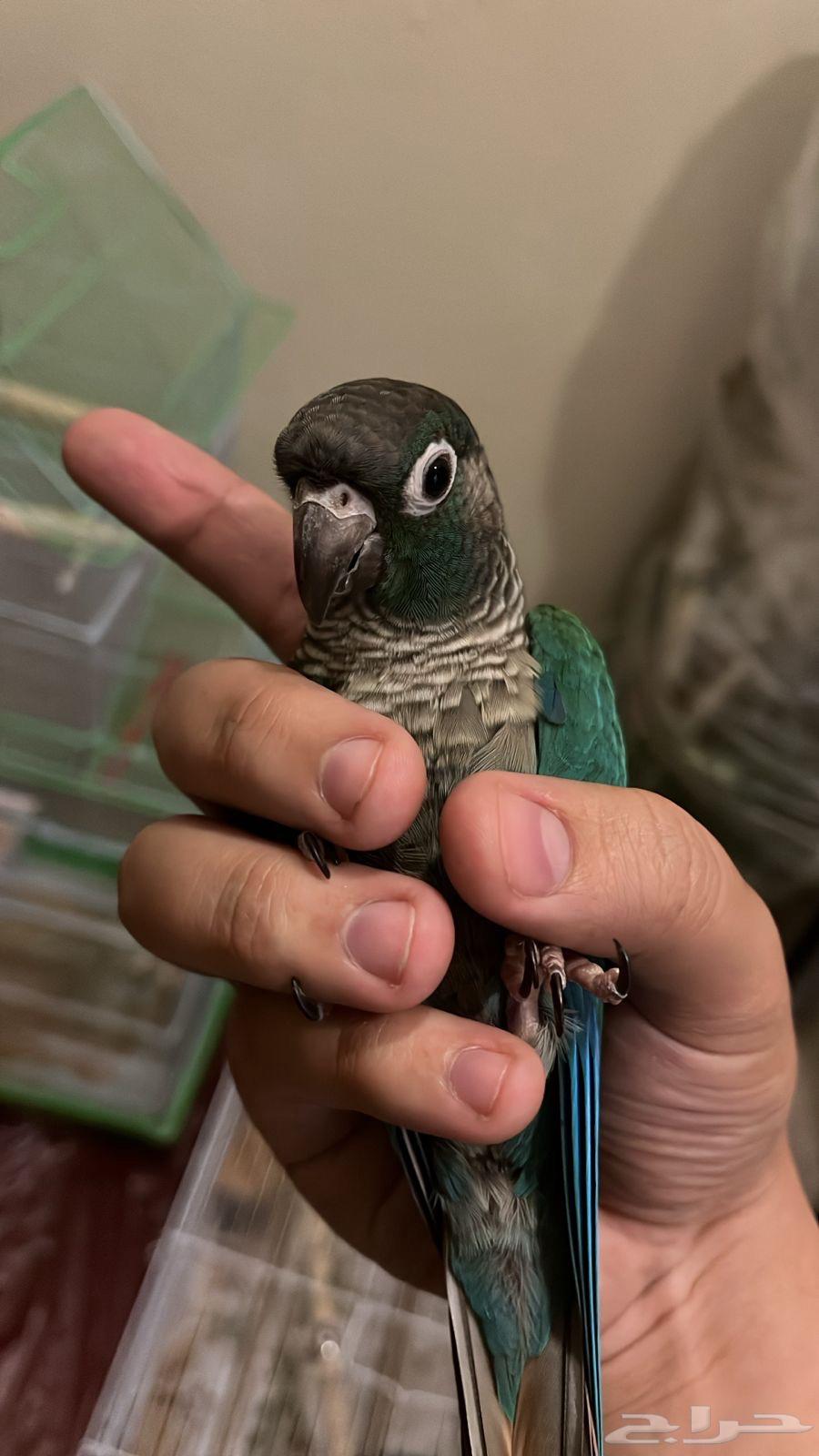 كنيور بلو شيك64583266038017111