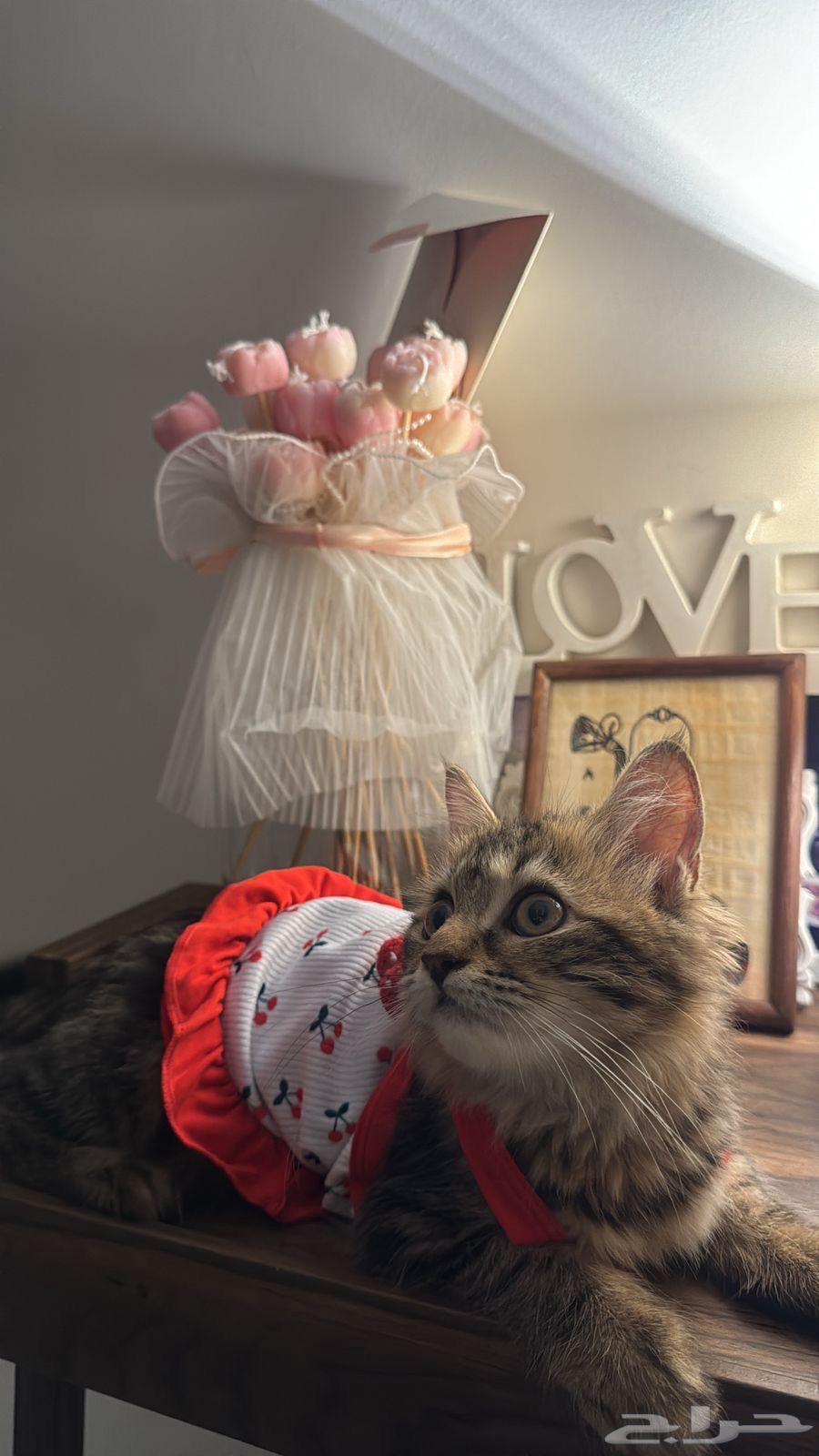 قطه شيرازي للبيع مع اغراضها64580486382849113