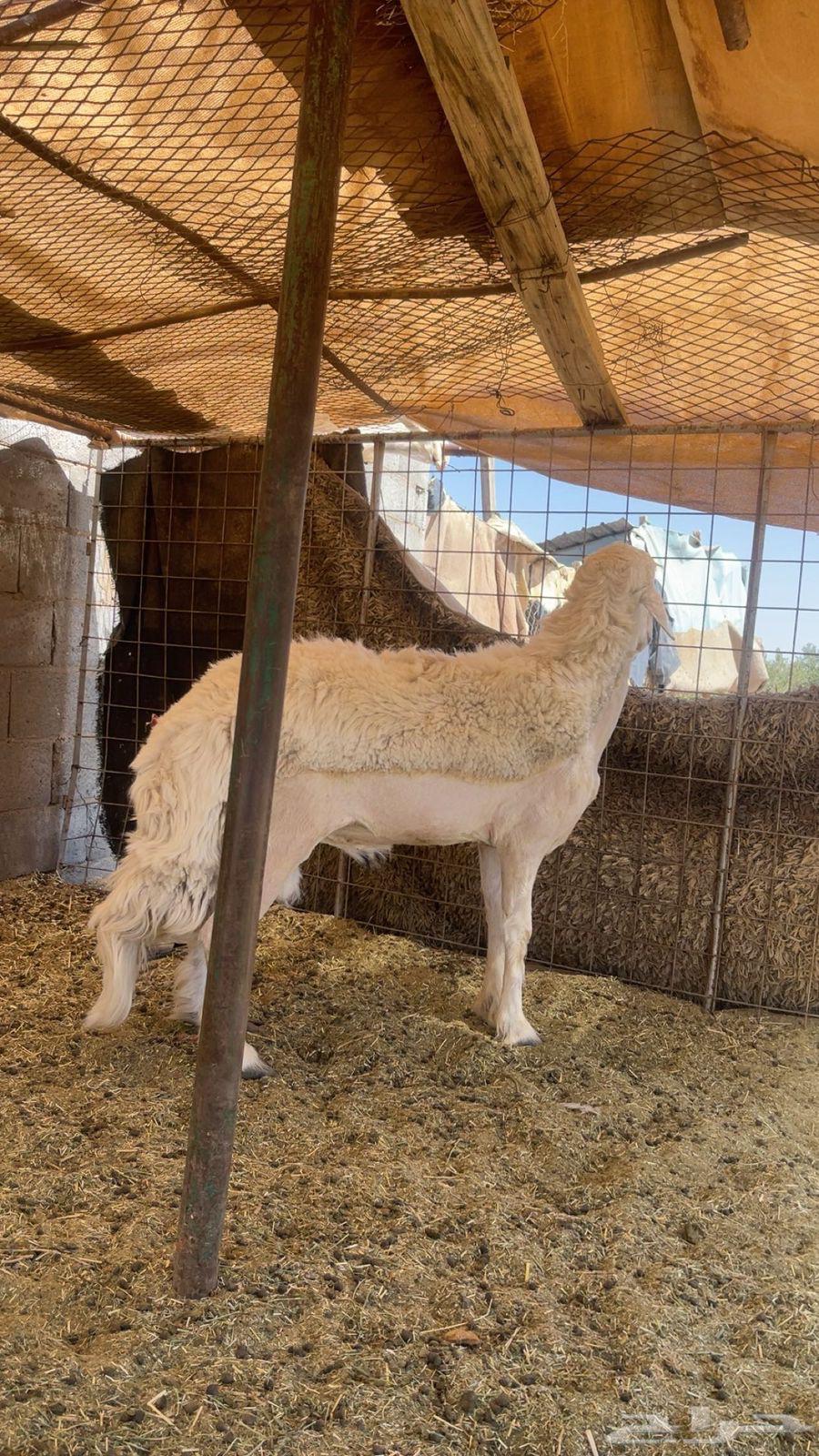 خروف حري64585795111427110