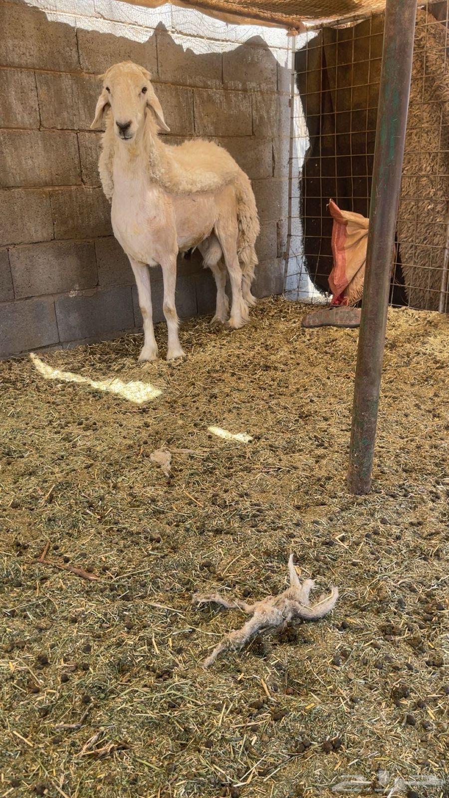 خروف حري64585795111427111