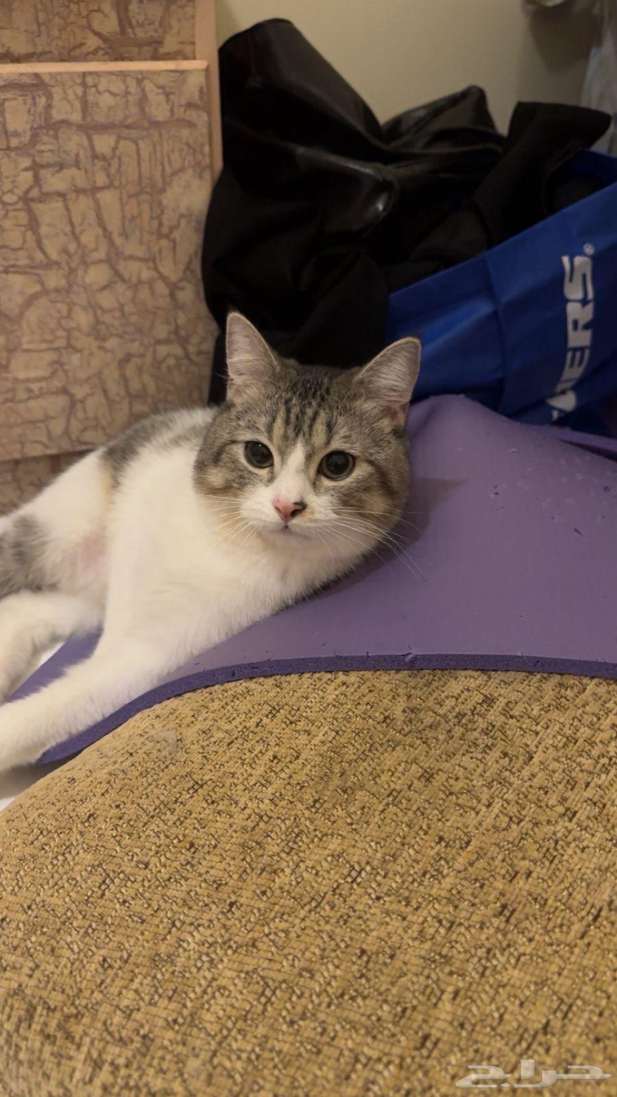 قط للبيع للبيع 200 سكوتش ستريت هجين عمره 6شهور64581210525057112