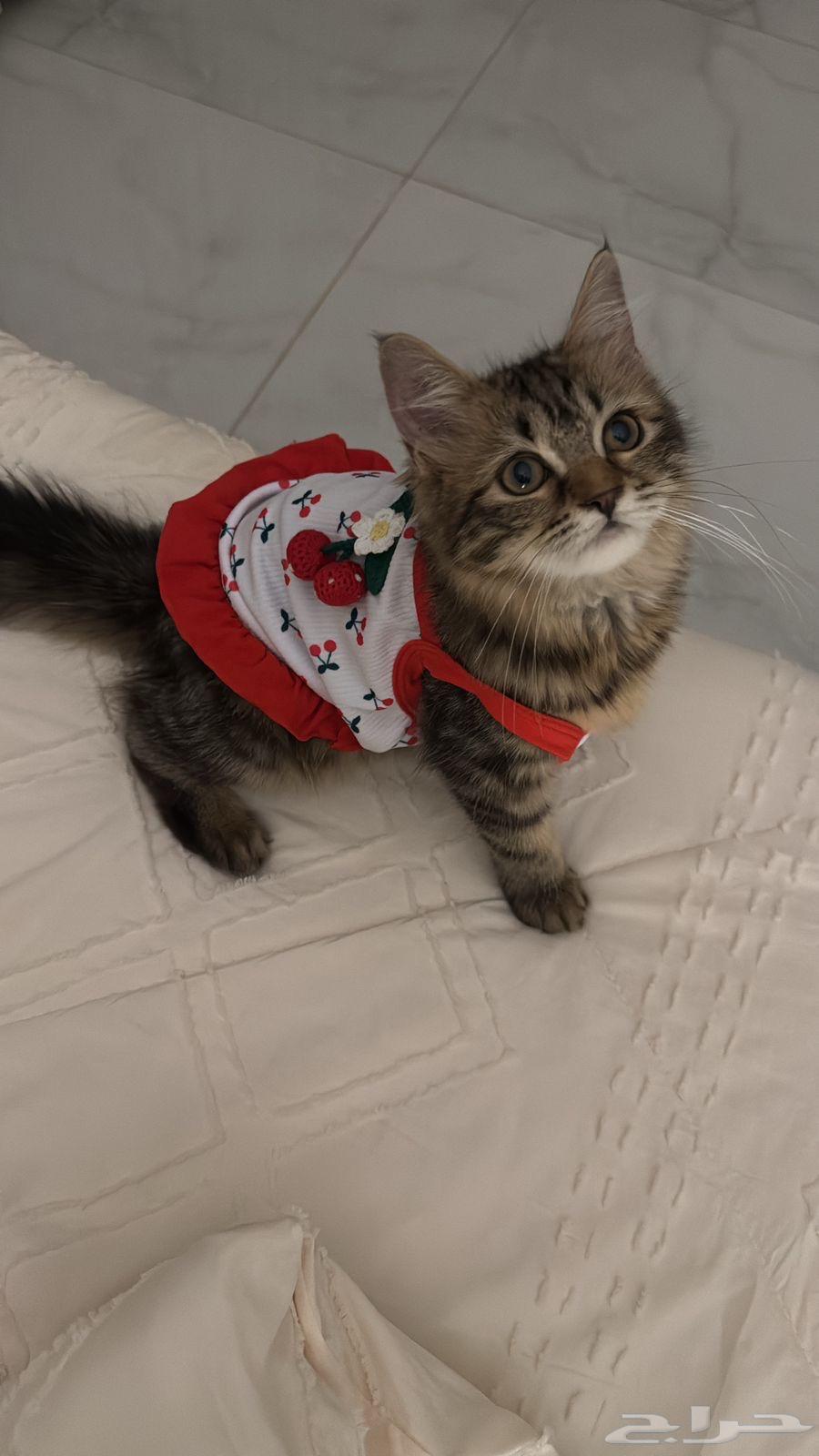 قطه شيرازي للبيع مع اغراضها64580486382849111