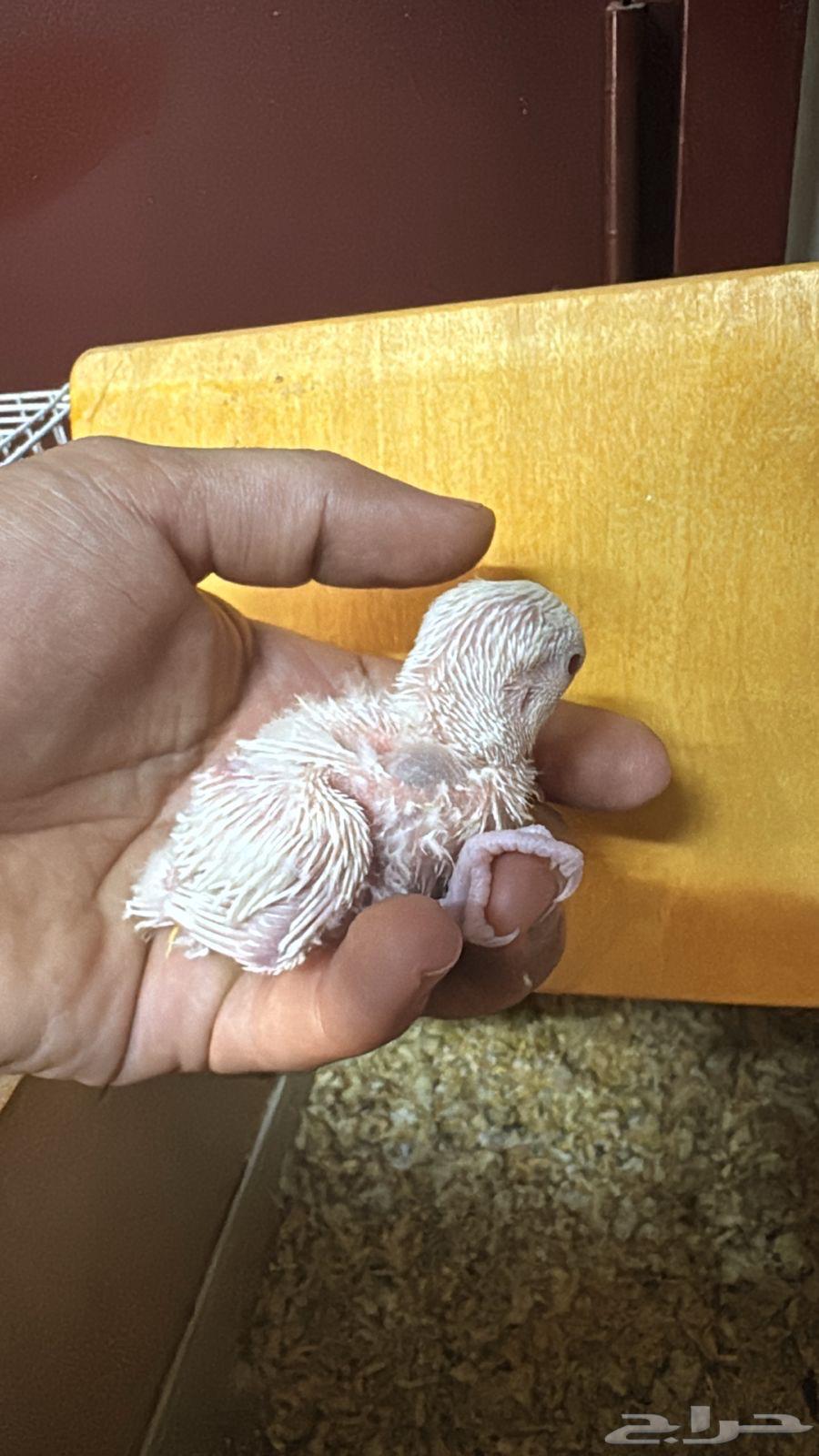 فرخ روز ألبينو تم البيع الله يبارك للمشتري64595107896963111