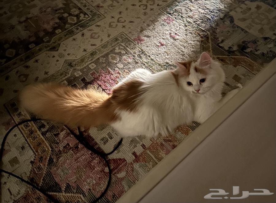 قط للبيع64586339294850111