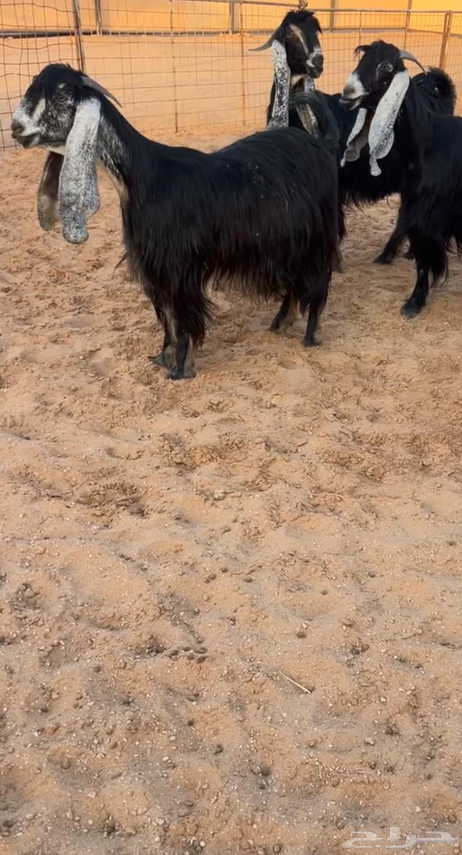 معزا عوارض خصمم64585595332609112