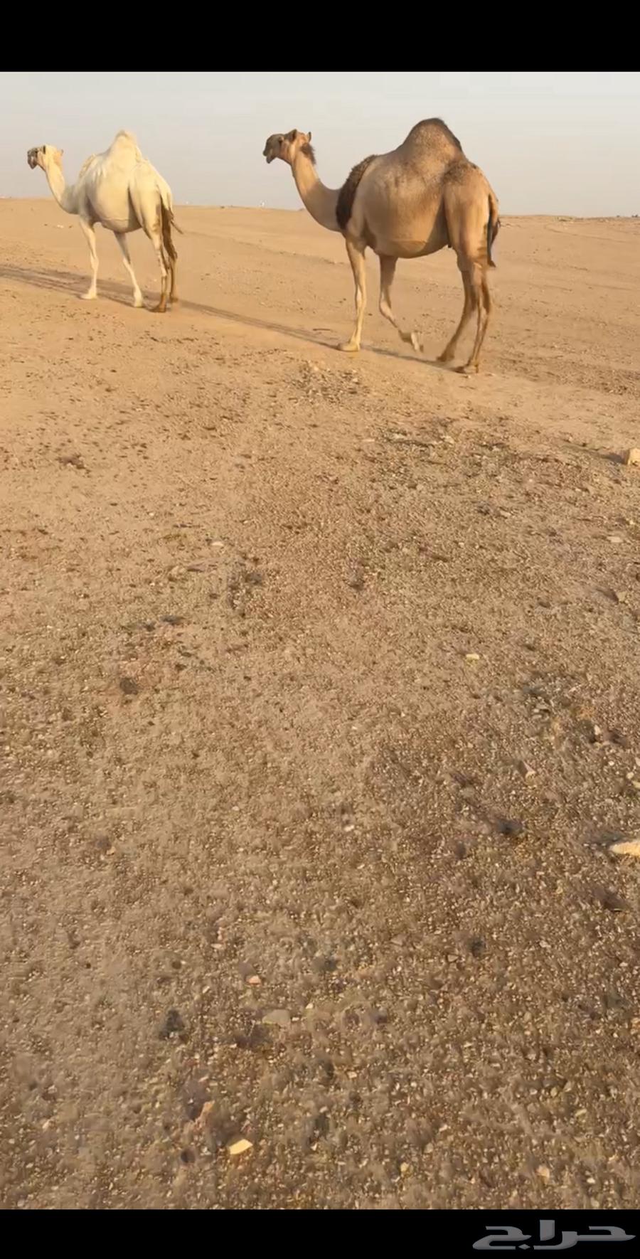 للبيع الابل كفو64582160058115113