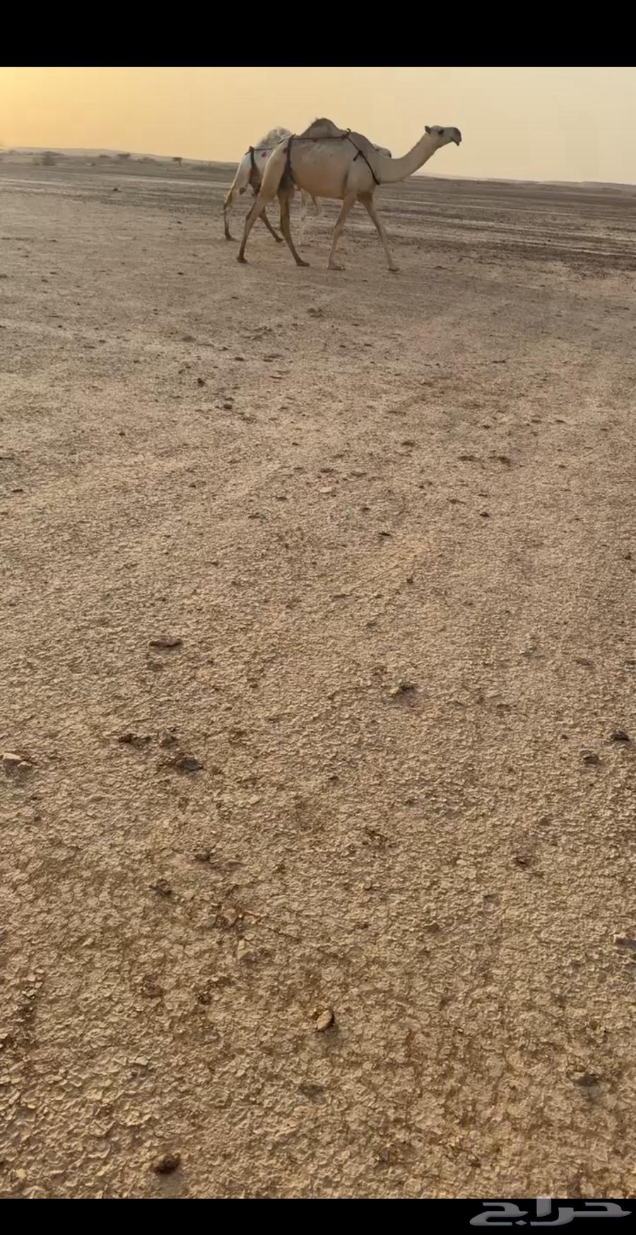 للبيع الابل كفو64582160058115110