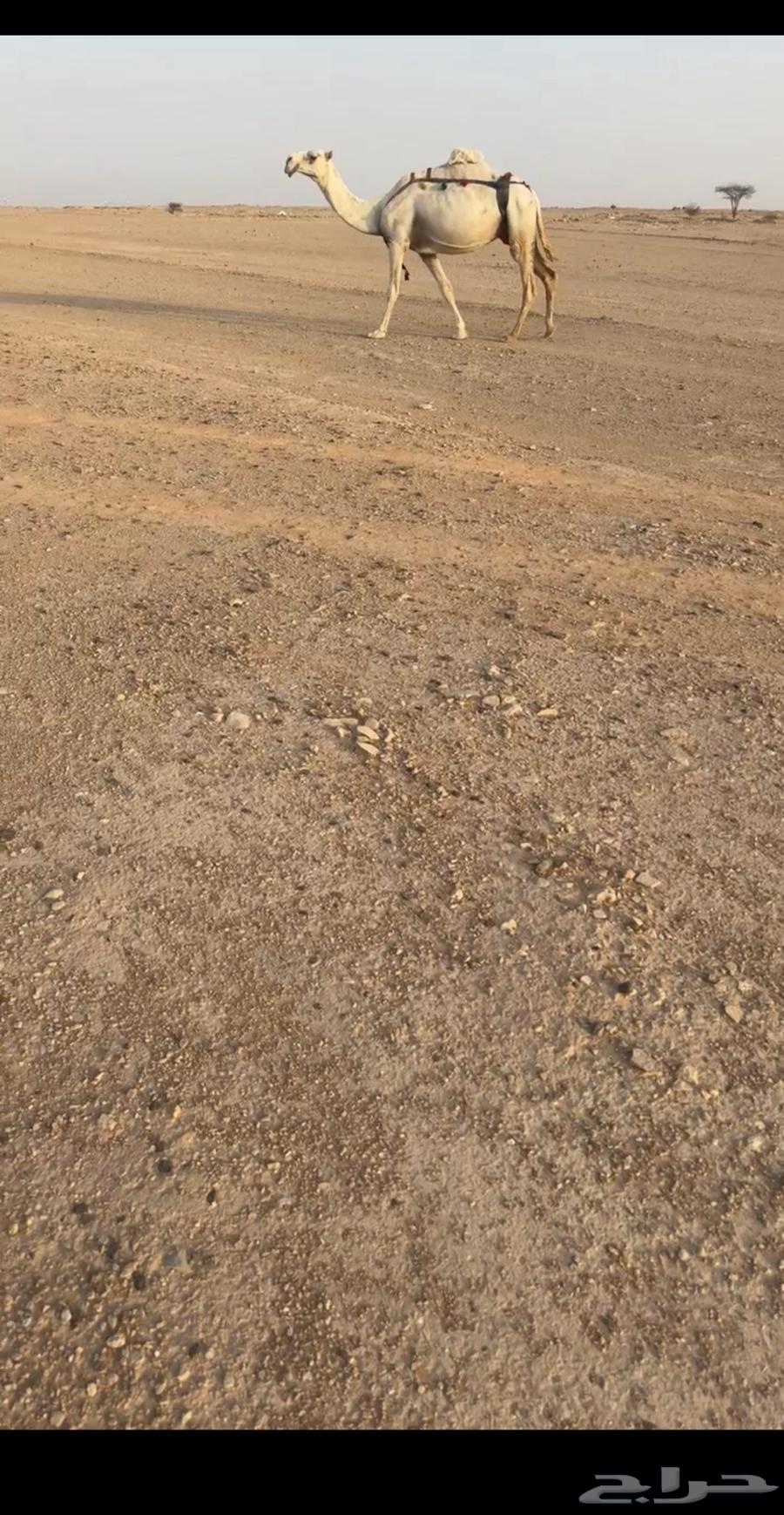 للبيع الابل كفو64582160058115112