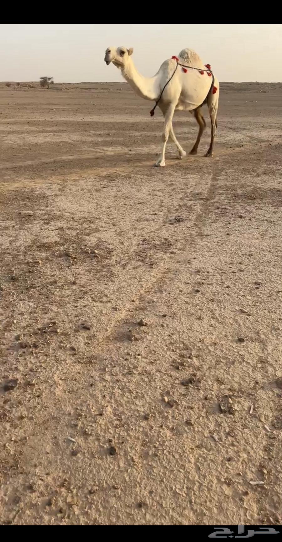 للبيع الابل كفو64582160058115114