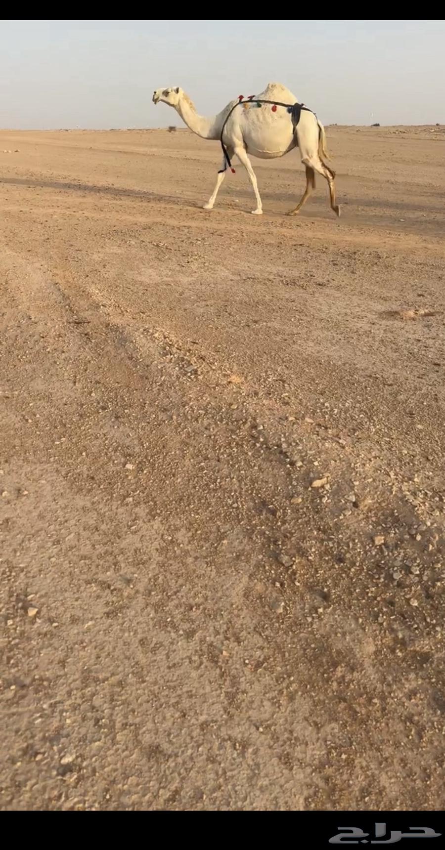 للبيع الابل كفو64582160058115111