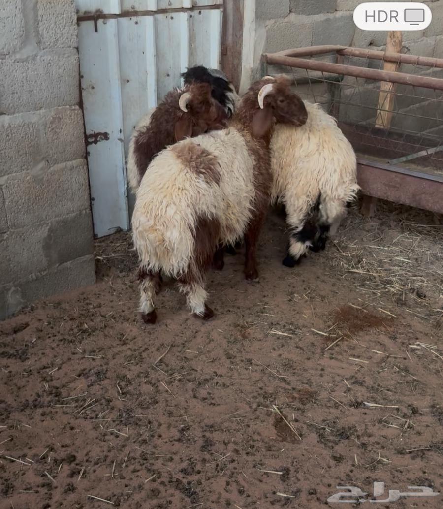 هرفي نعيم للبيع64581676664706110