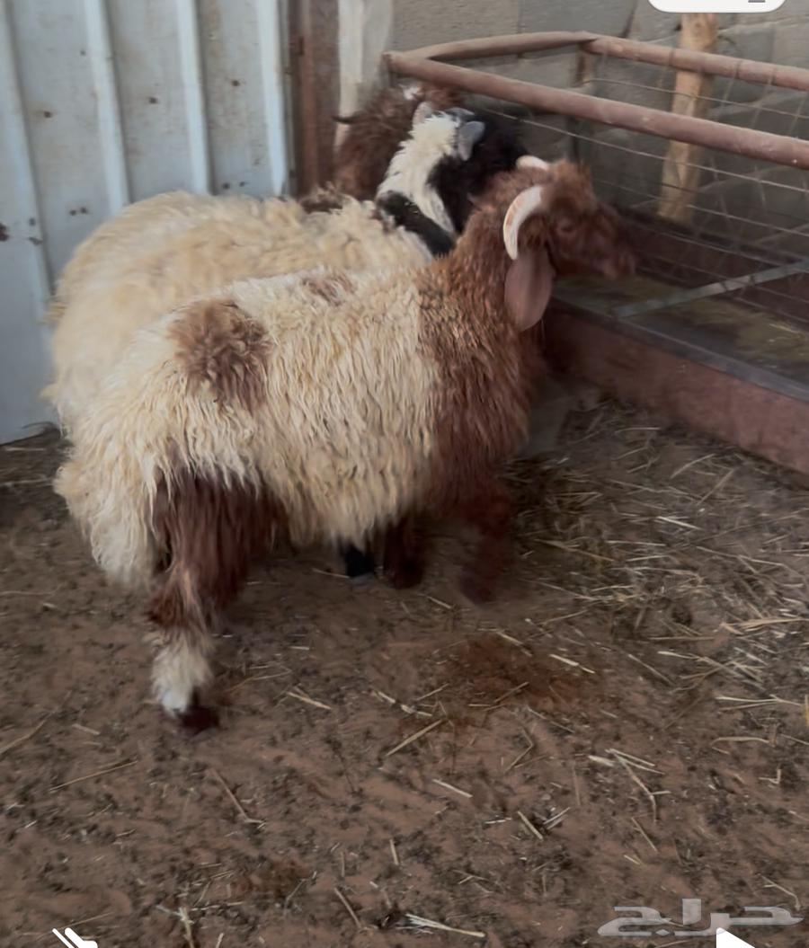 هرفي نعيم للبيع64581676664706111