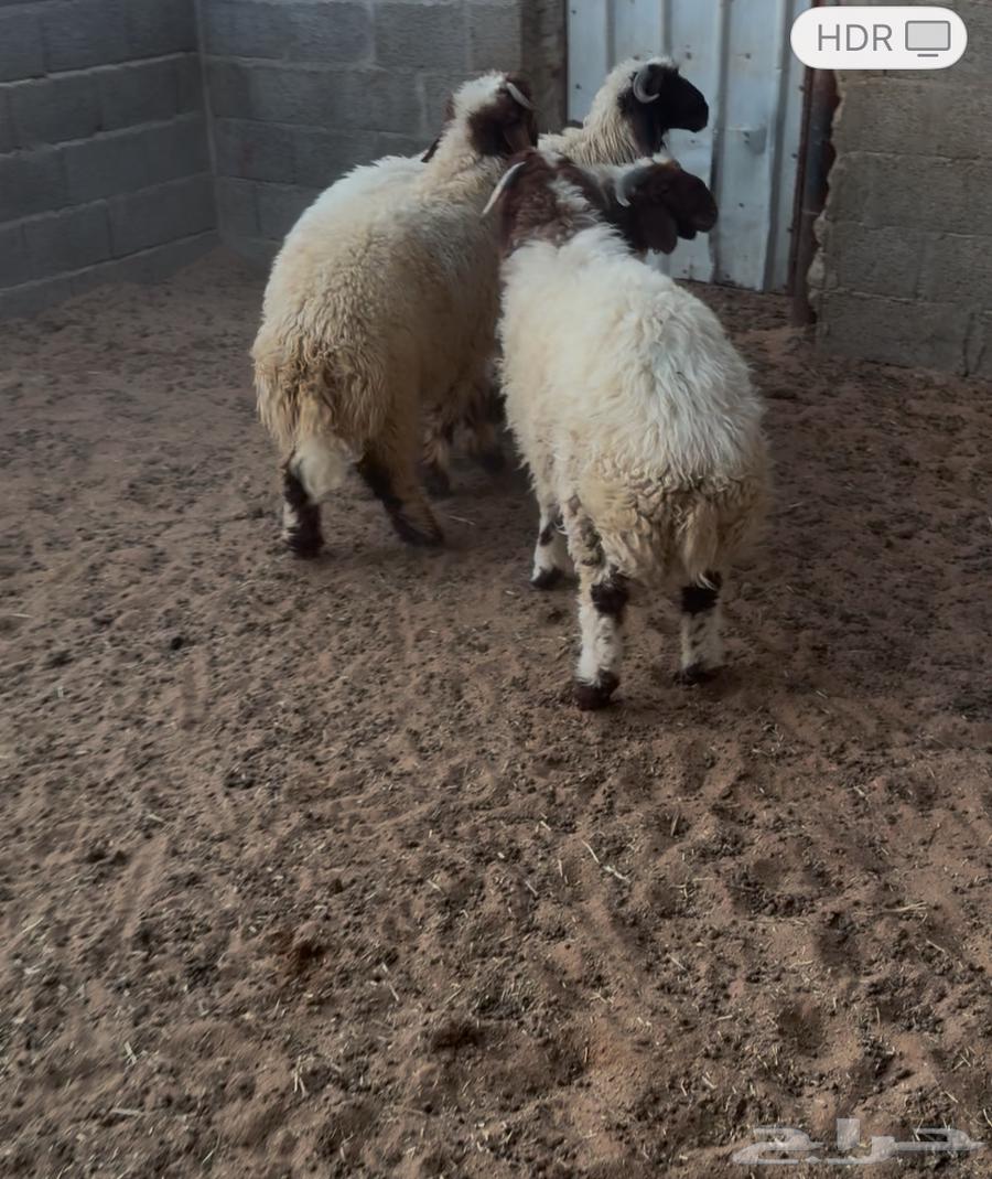 طليان نعيم للبيع64587974985474111