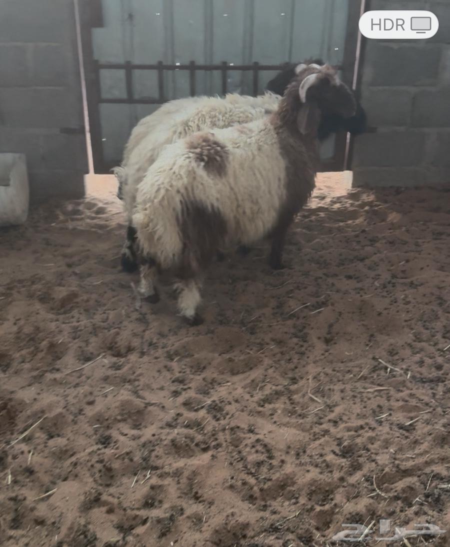 هرفي نعيم للبيع64581676664706112