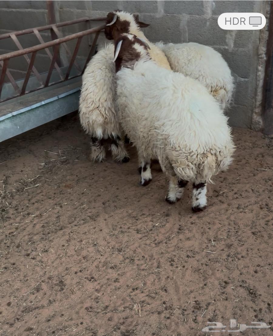 طليان نعيم للبيع64587974985474110