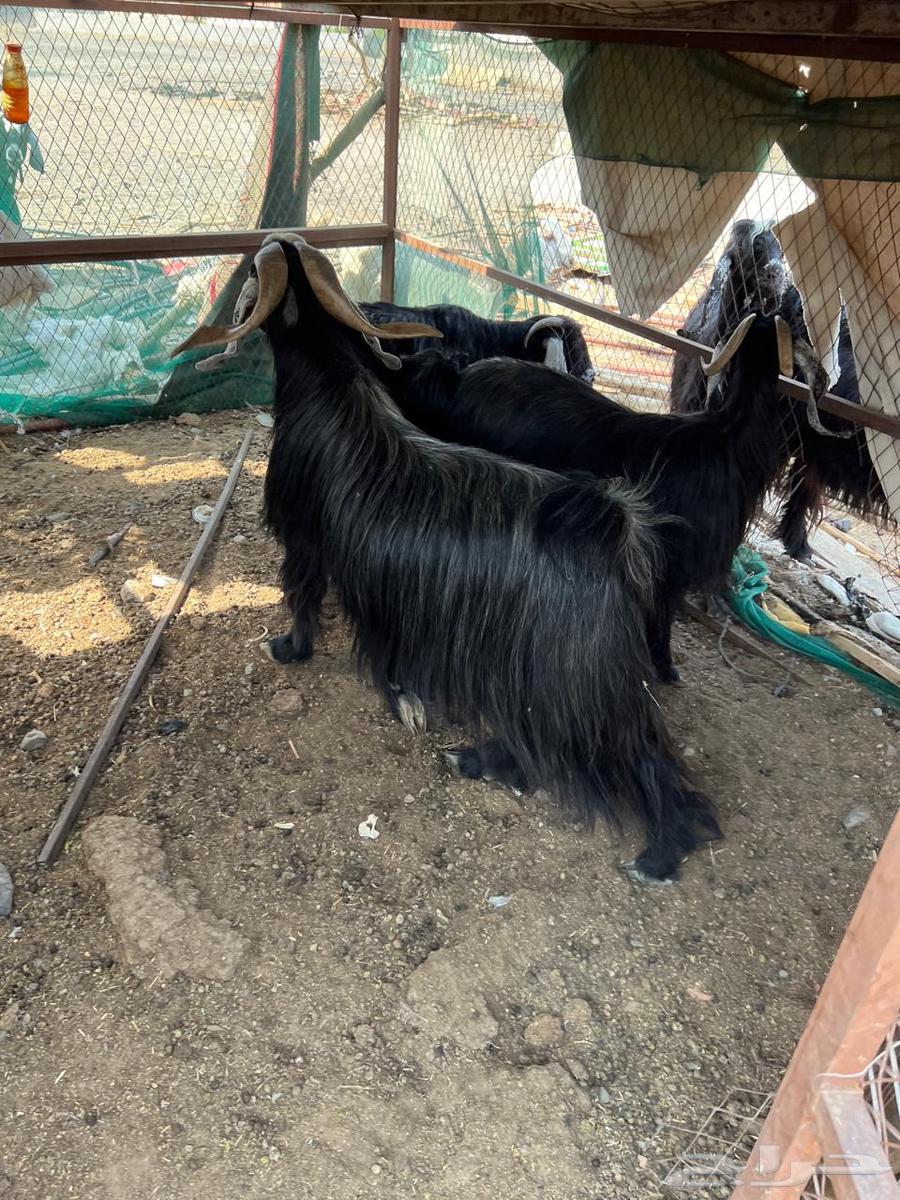 للبيع تيس فحل64582090294145110