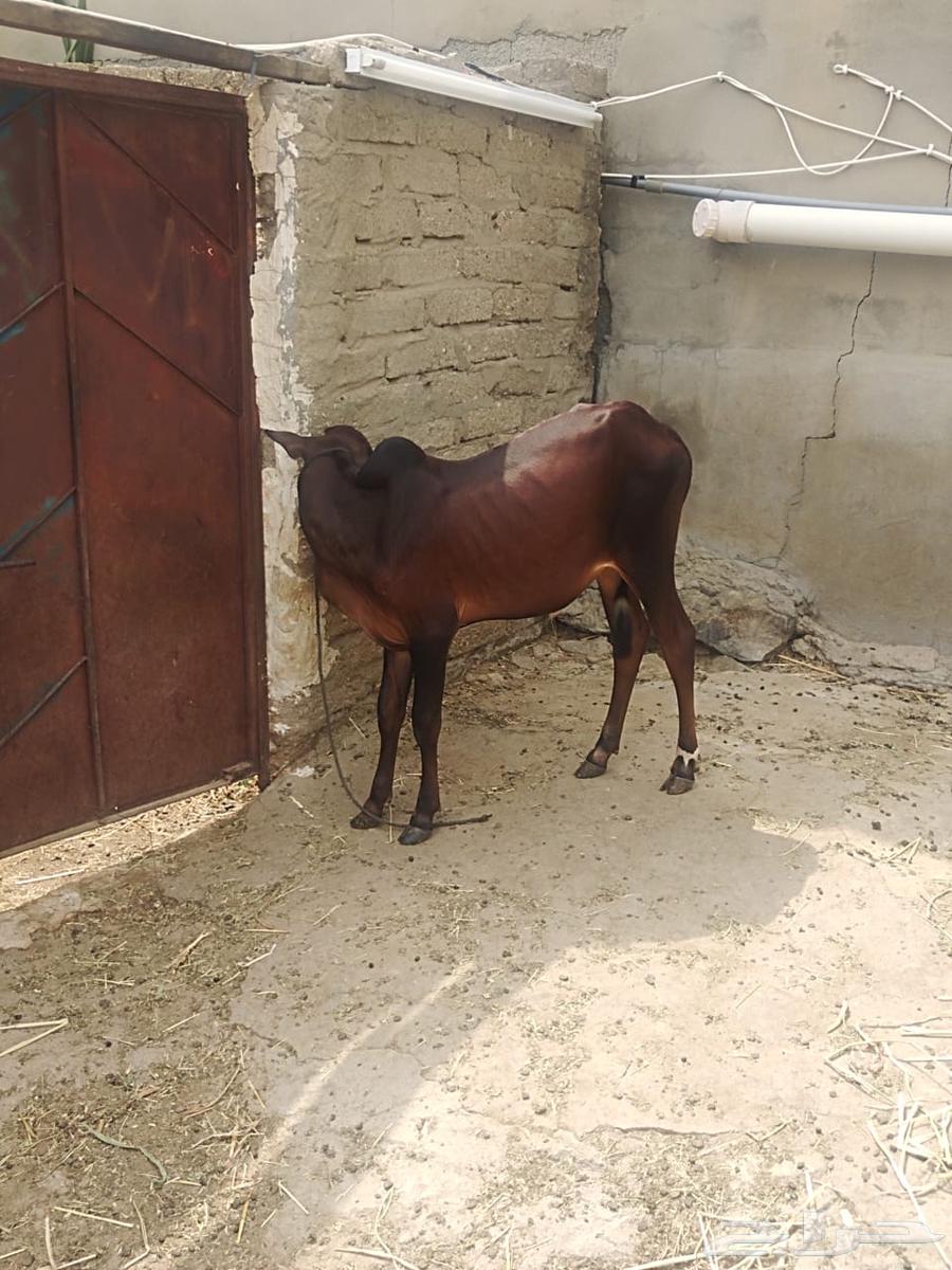 حسيل للبيع عمره خمسه شهور ونص الموقع كساب64585552289281110