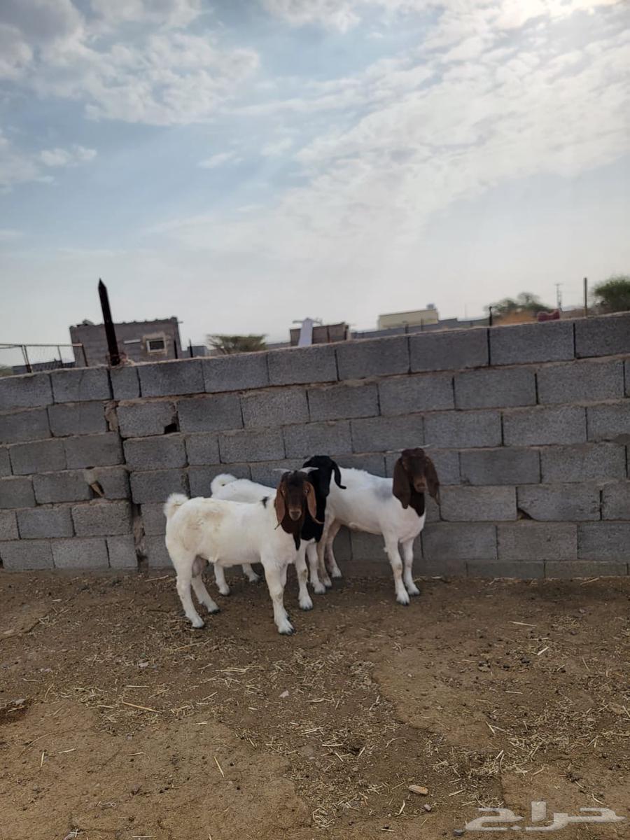 جفرتين وتيس بورقت بيور64581292773763110