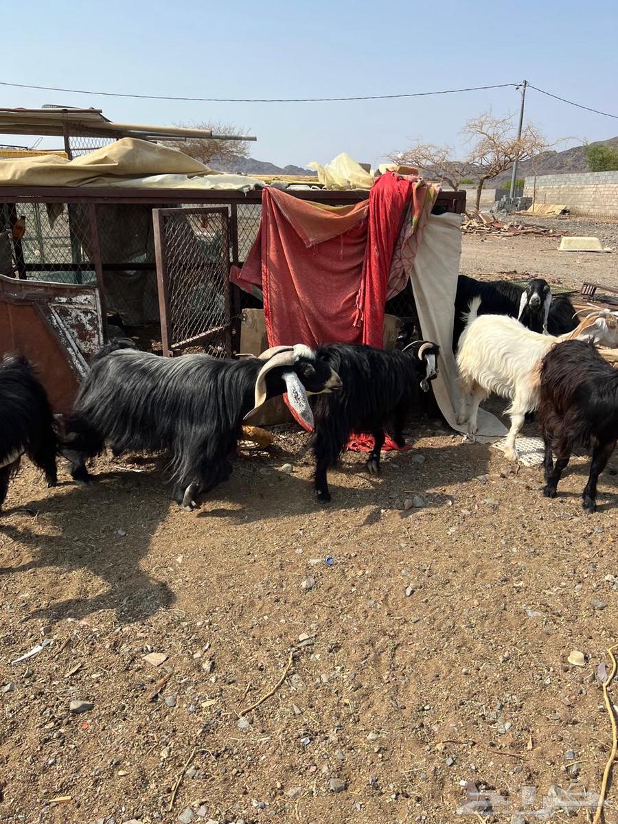 للبيع تيس فحل64582090294145112