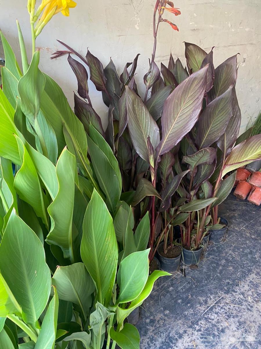 اشجار مميزة وأسعار جملة وقطاعي64583823569795111