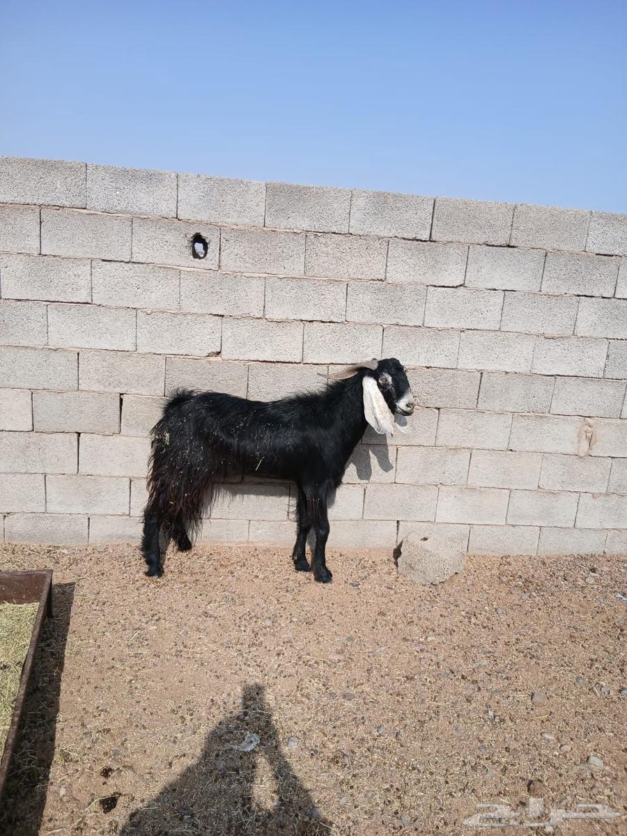 يوجد تيس فحل البيع الموقع الصلصلة ويوجد توصيل المدينه64582145993601110