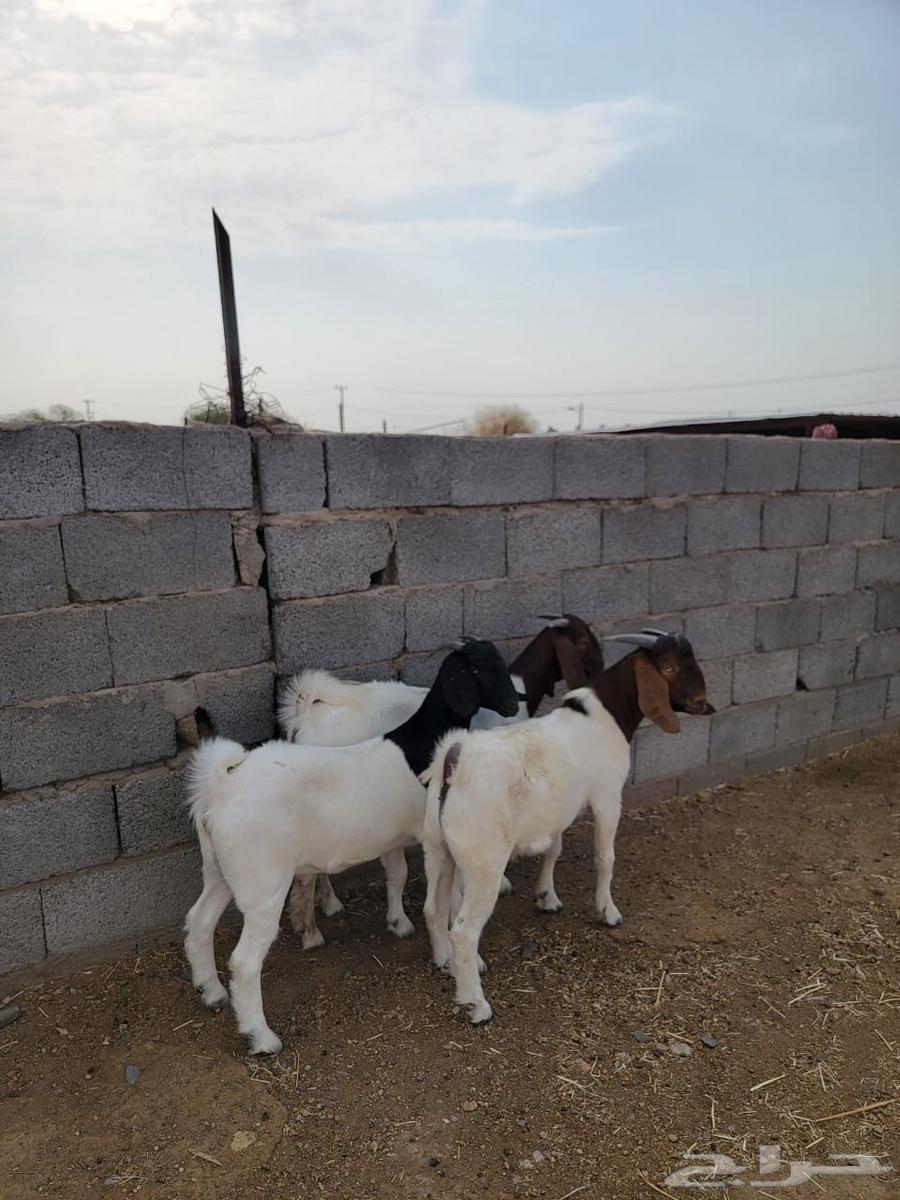 جفرتين وتيس بورقت بيور64581292773763112