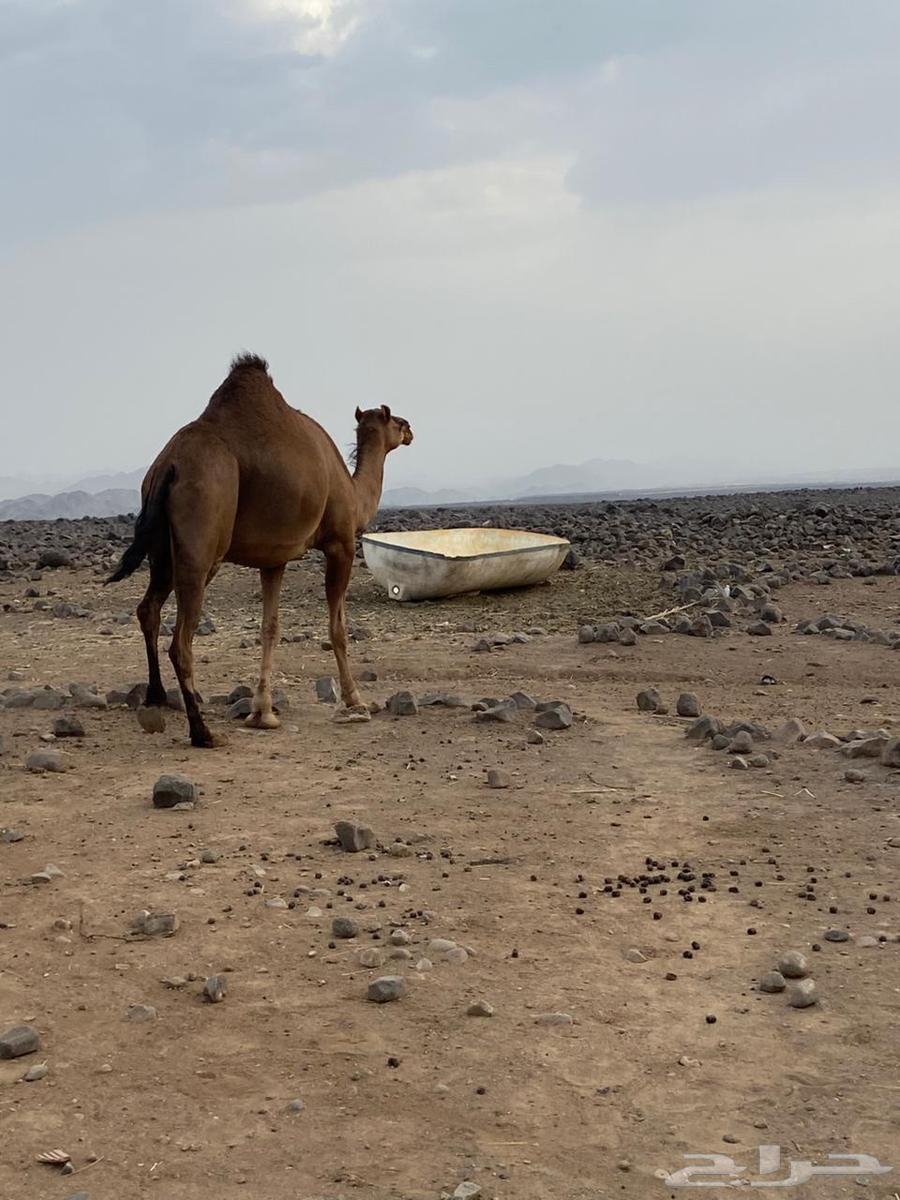 بكره للبيع64587304726787113