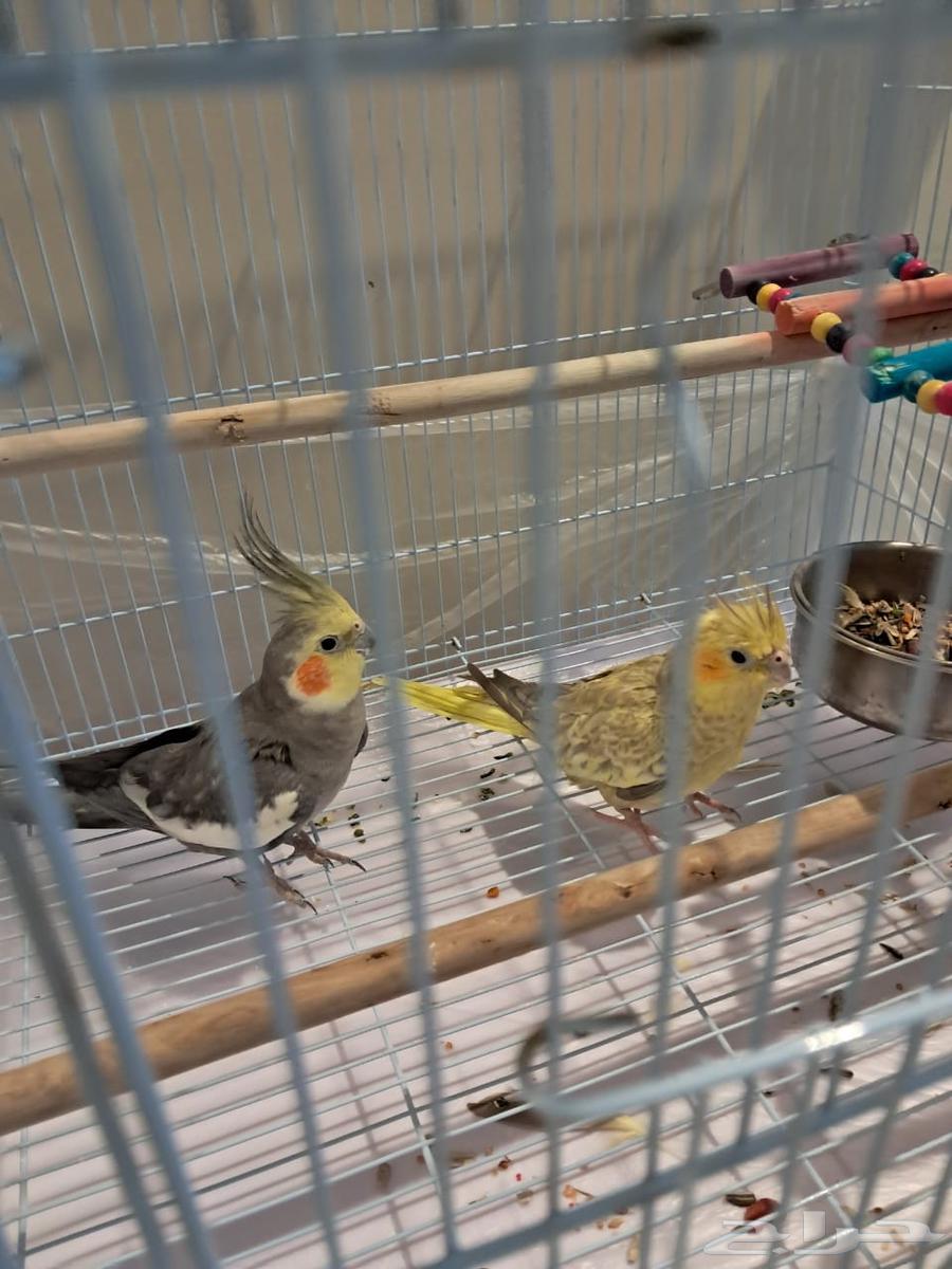 طيور كروان للبيع64585893624706111