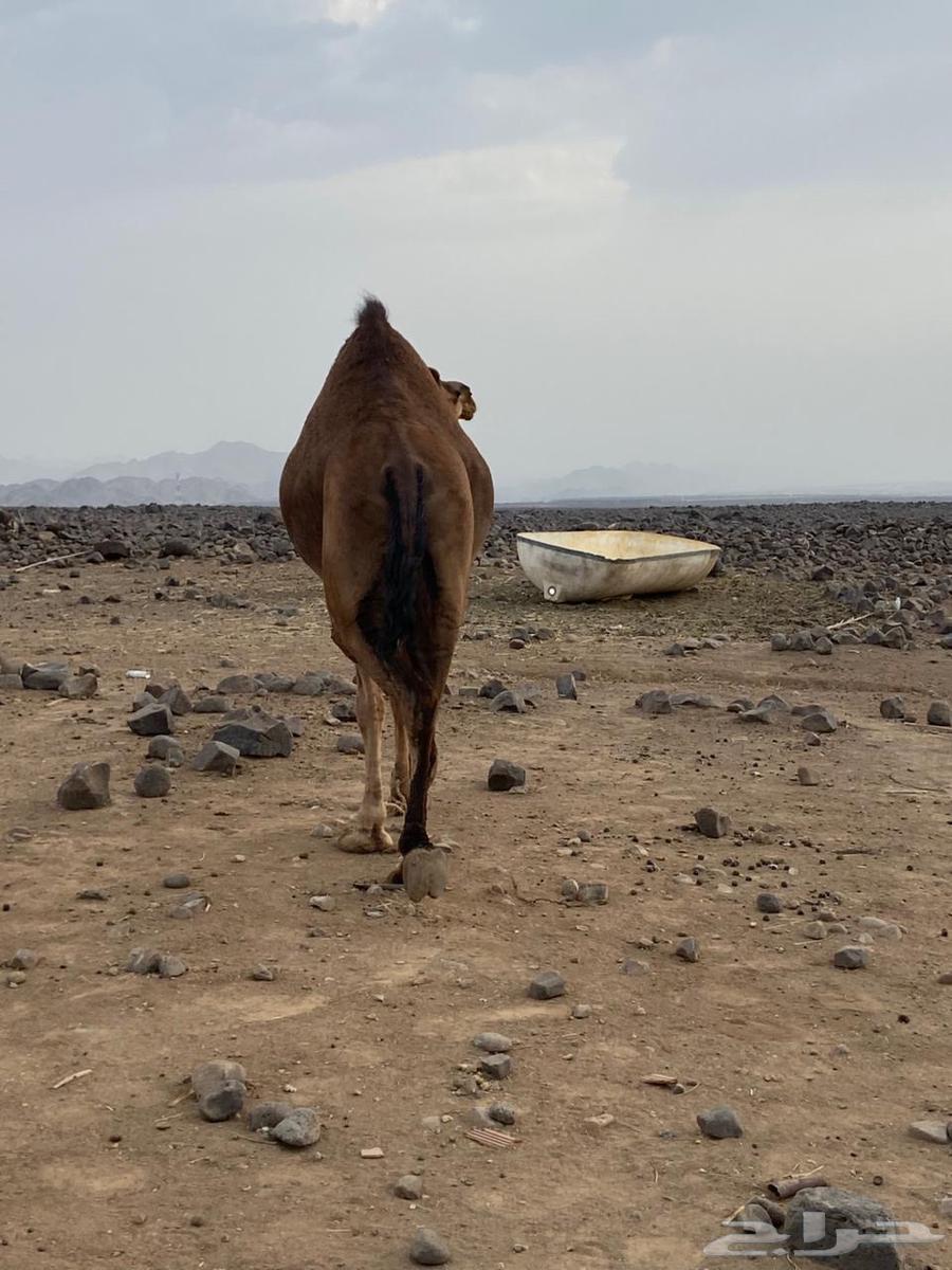 بكره للبيع64587304726787112