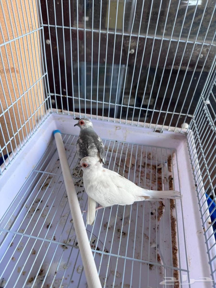 جوز يمام دايموند دوف مستوى راقي64586004905089110