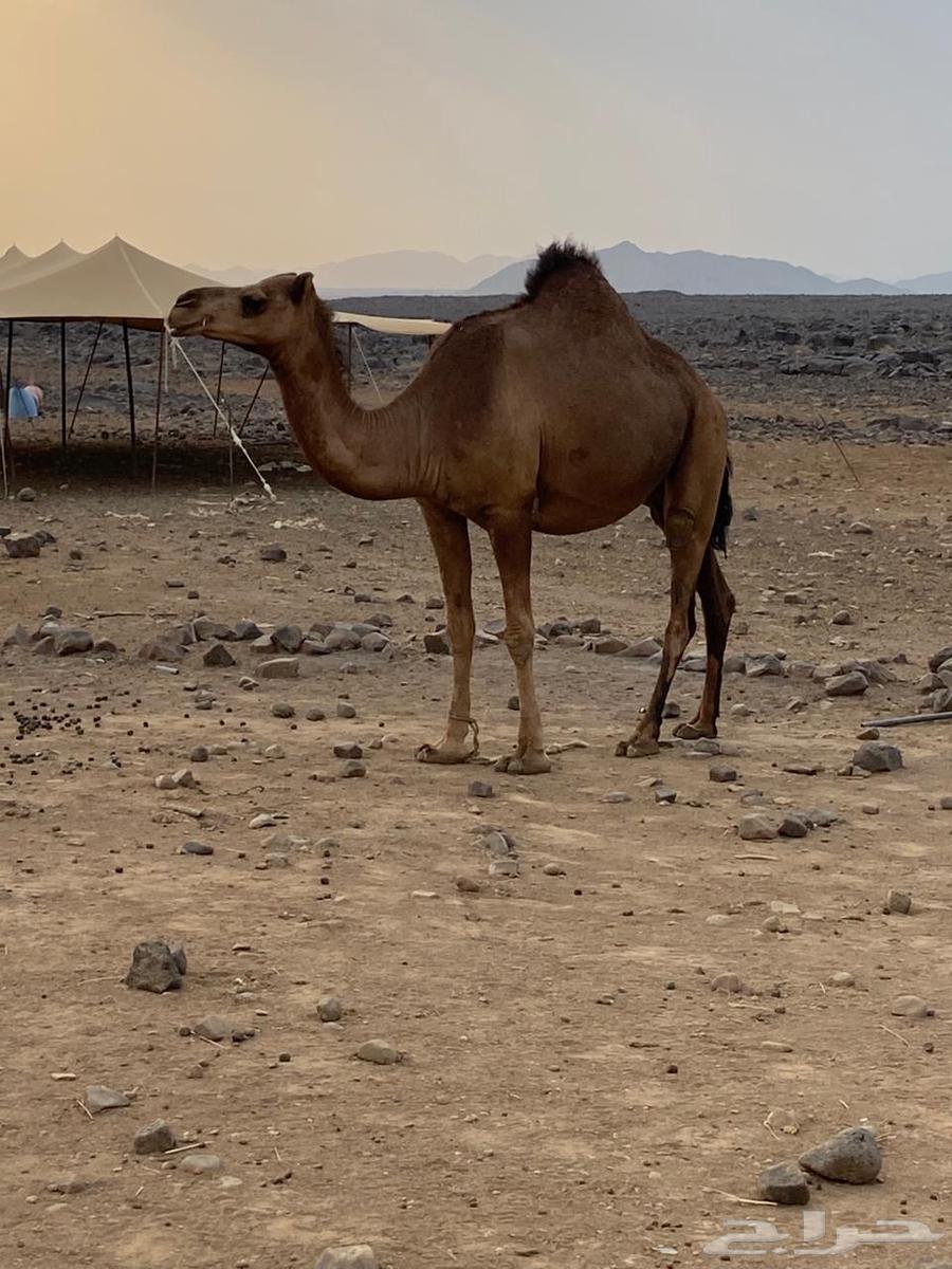 بكره للبيع64587304726787110