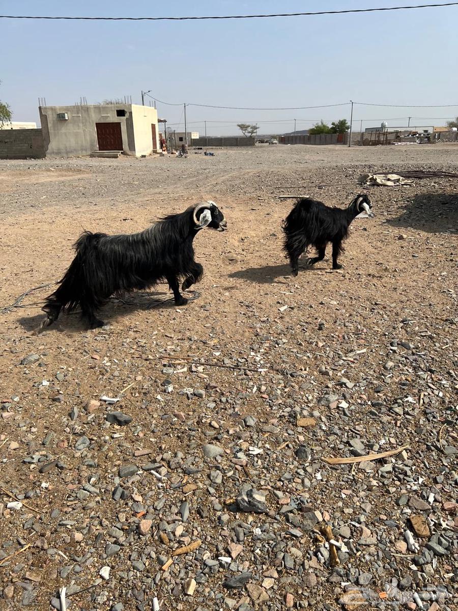 للبيع تيس فحل64582090294145111