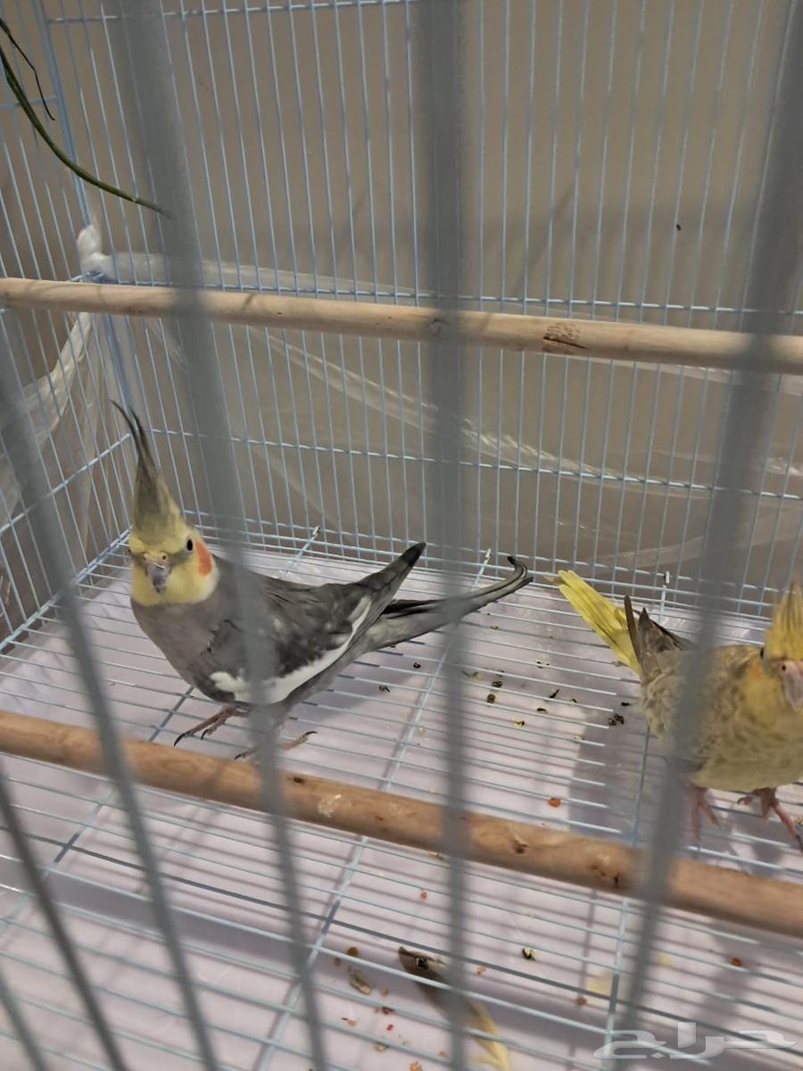 طيور كروان للبيع64585893624706110