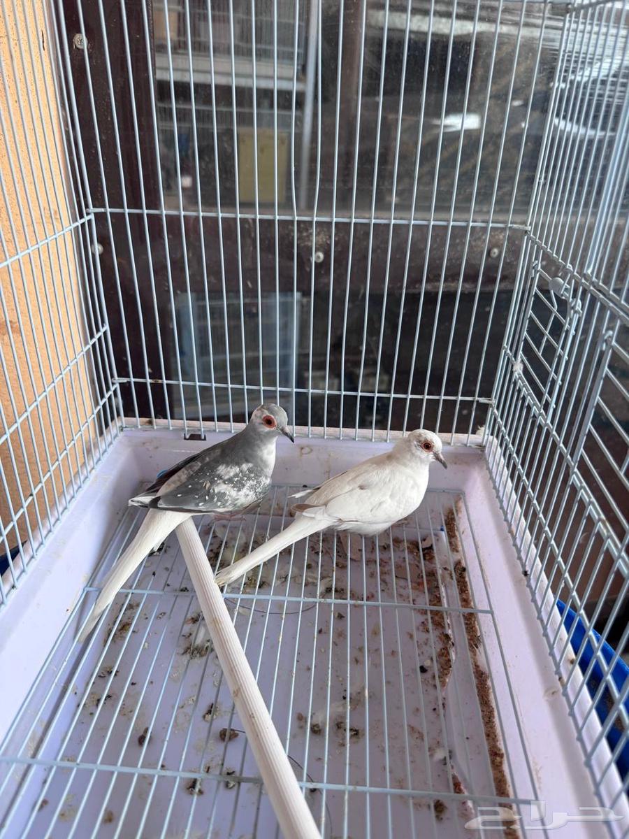 جوز يمام دايموند دوف مستوى راقي64586004905089111