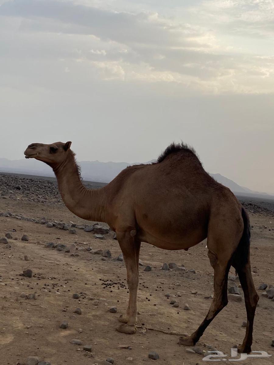 بكره للبيع64587304726787111