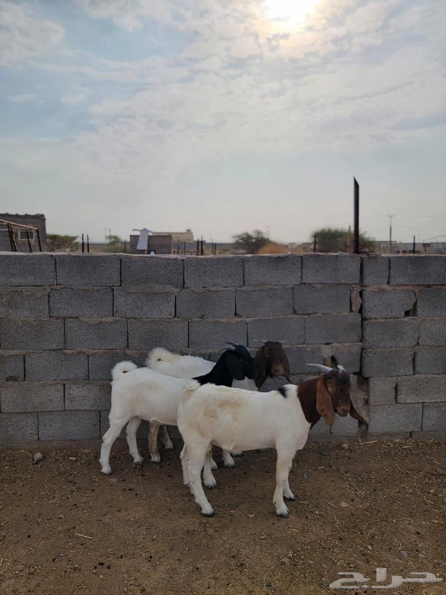 جفرتين وتيس بورقت بيور64581292773763111