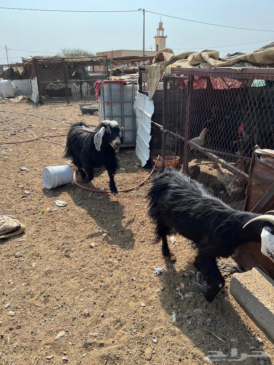 للبيع تيس فحل64582090294145113