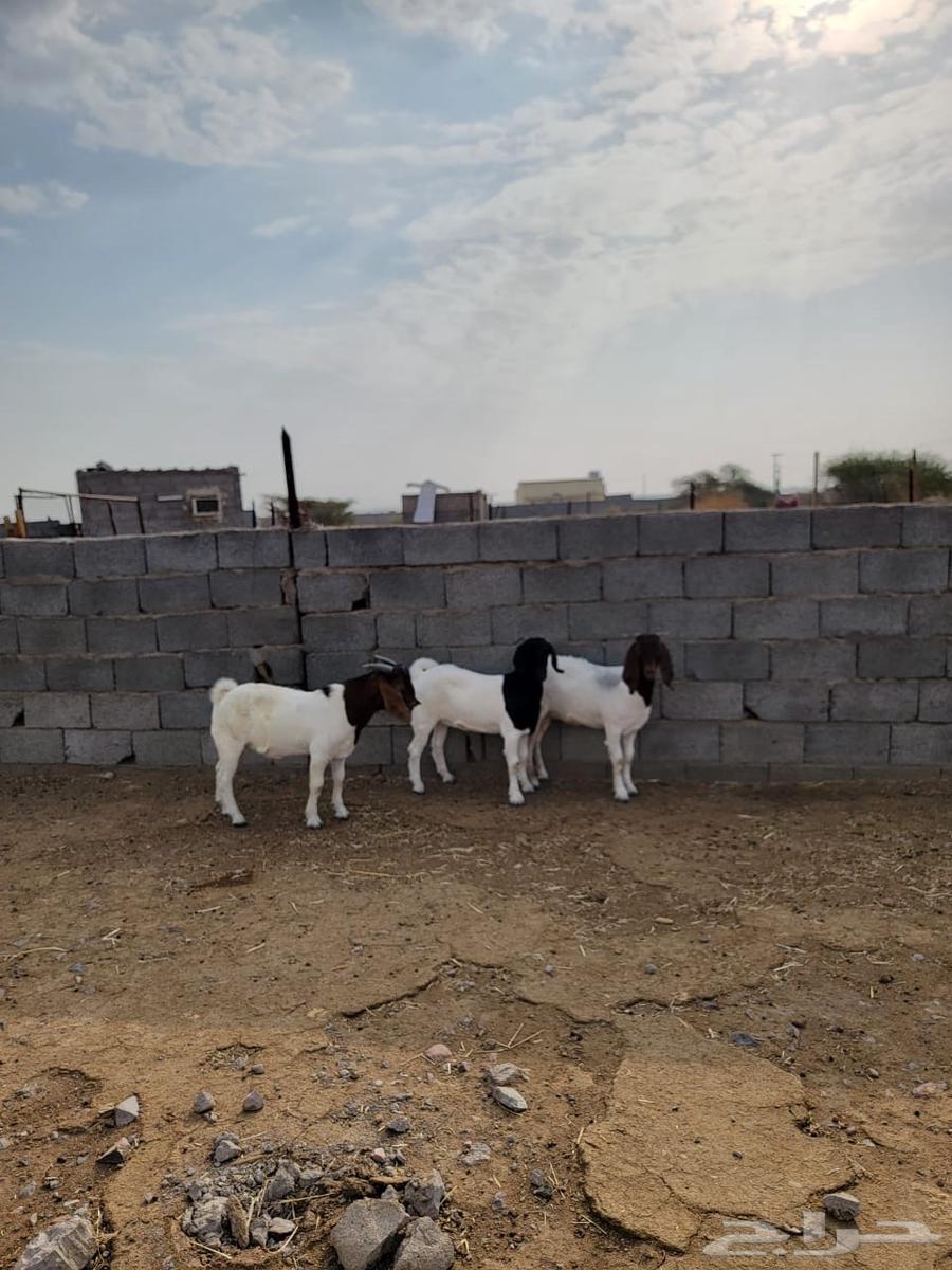 جفرتين وتيس بورقت بيور64581292773763113